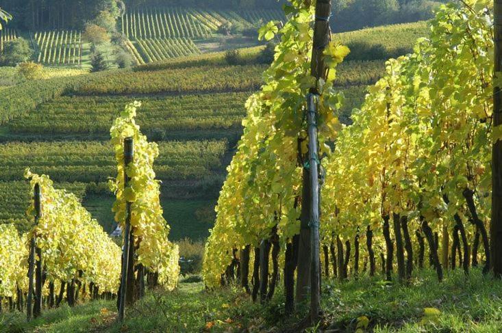 Magnifique Gite Le Clos Des Pierres Route Des Vins D'Alsace Beblenheim Εξωτερικό φωτογραφία